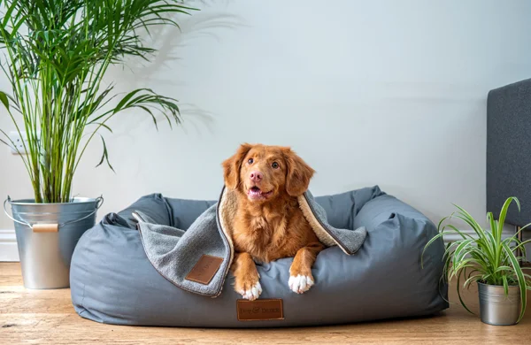 Causes of Dog Weight Loss & When to Worry