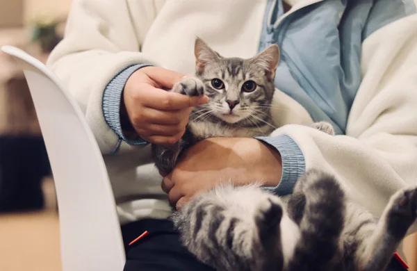 Cat Vaccinations: Essential Protection for Your Pet