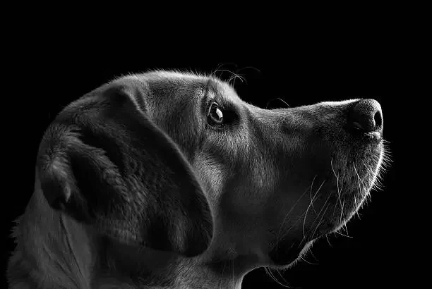 Happy dog receiving care