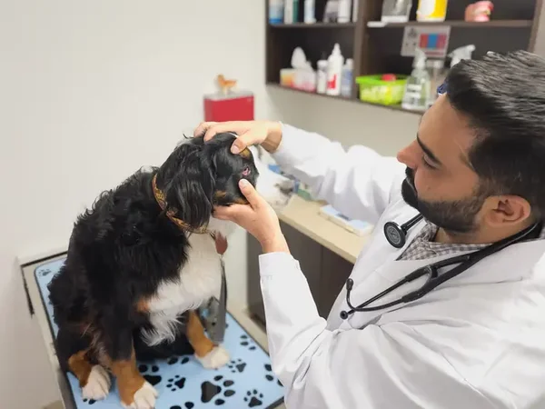 Veterinarian performing eye exam on dog
