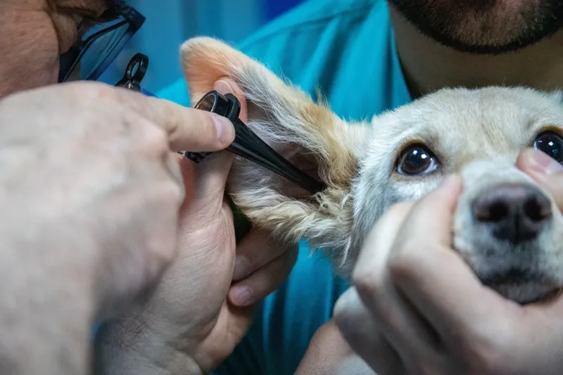 Veterinarian examining a dog's ear