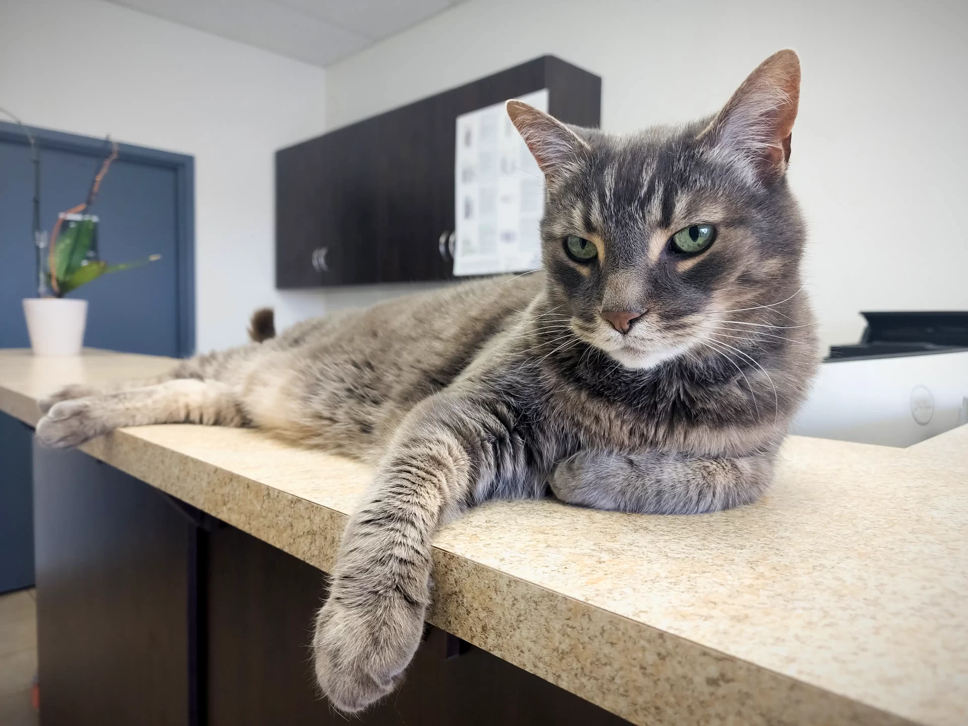 Cat on desk lounging and looking straight at you